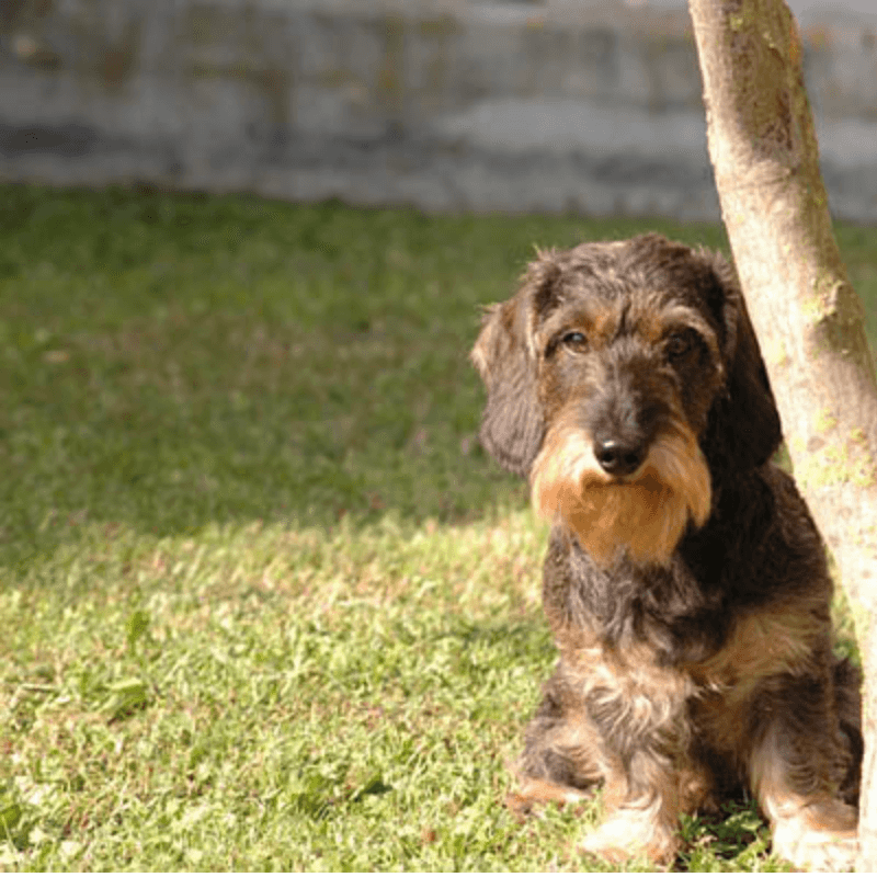 "p5.js 2 - loading in a sequence" code example